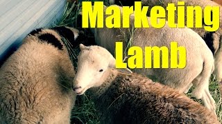 Marketing Lamb