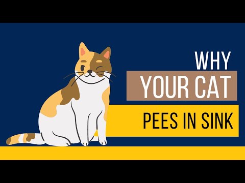 Why Cats pee in Sink?