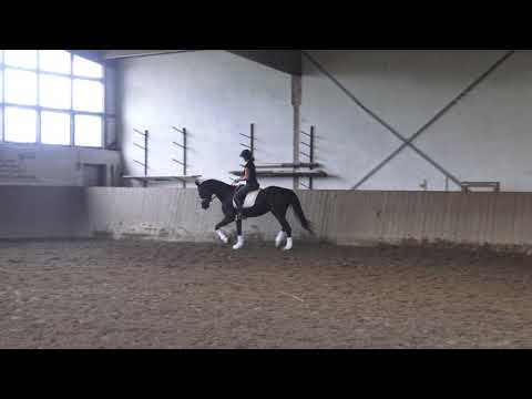 sibermond 2016 geborene seit mitte mai 2020 unter dem sattel