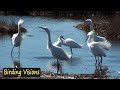 Birding Scenes From Plum Island MA Including Rare Little Egret