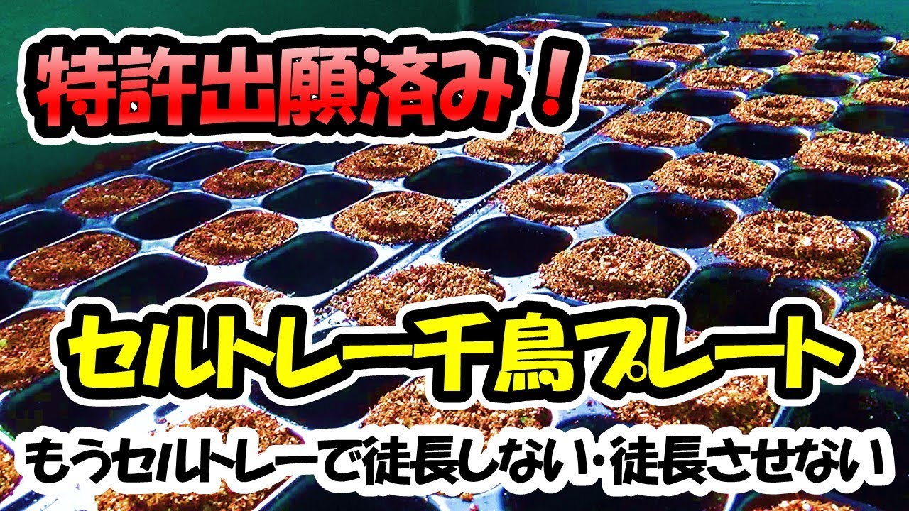 【特許出願済！】セルトレー千鳥プレート「もうセルトレーで徒長させない」