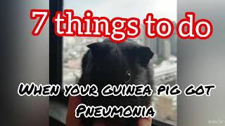 7 things to do when your guinea pig got pneumonia | Mustang&Martin family