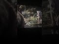 El Rey Leon En Cinépolis