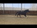 Mare Hanoverian For sale 2021 Black