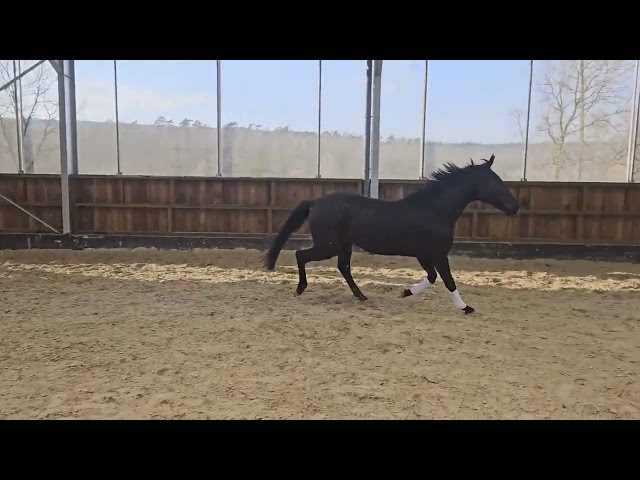 Mare Hanoverian For sale 2021 Black