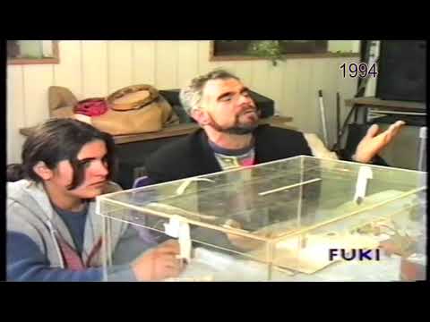 mister  x - amadeus - votimet