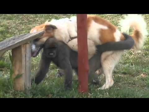 Perro Sexo con Mono