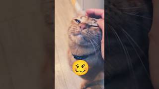 2026/5/4_65 貪吃SV #橘ひなの #橘貓 #橘猫 #貓咪日常 #cat #cute #貓貓日常
