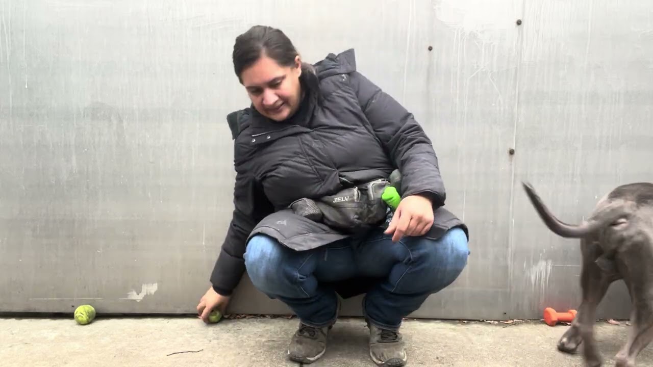 Durant, a ADOPTABLE Pit Bull Terrier in Chicago, IL video 5/5