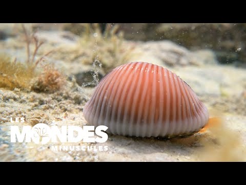 Les mondes minuscules : la porcelaine, un mollusque à la drôle de coquille