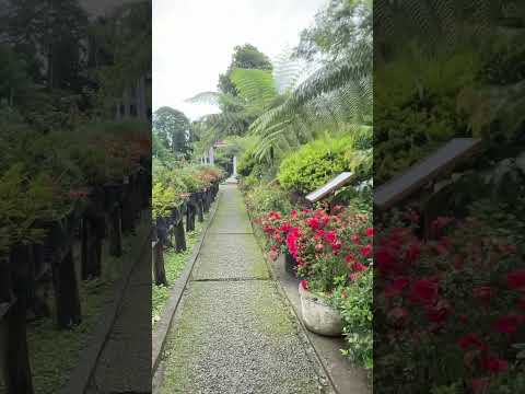 Love is the flower you've got to let grow #naturalbeauty #flowers #flower #naturalflowers