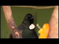Woof Woof The Talking Tui
