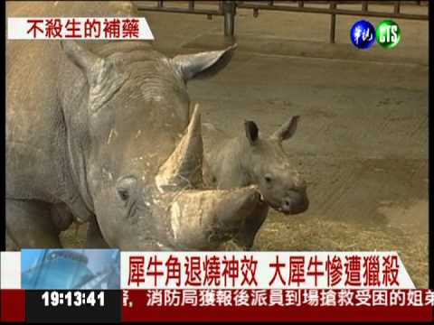 熊膽汁清熱解毒 中藥材也辦得到