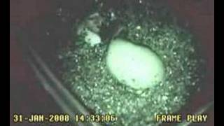preview picture of video 'Komodo Dragon hatching from a parthenogenetic egg'