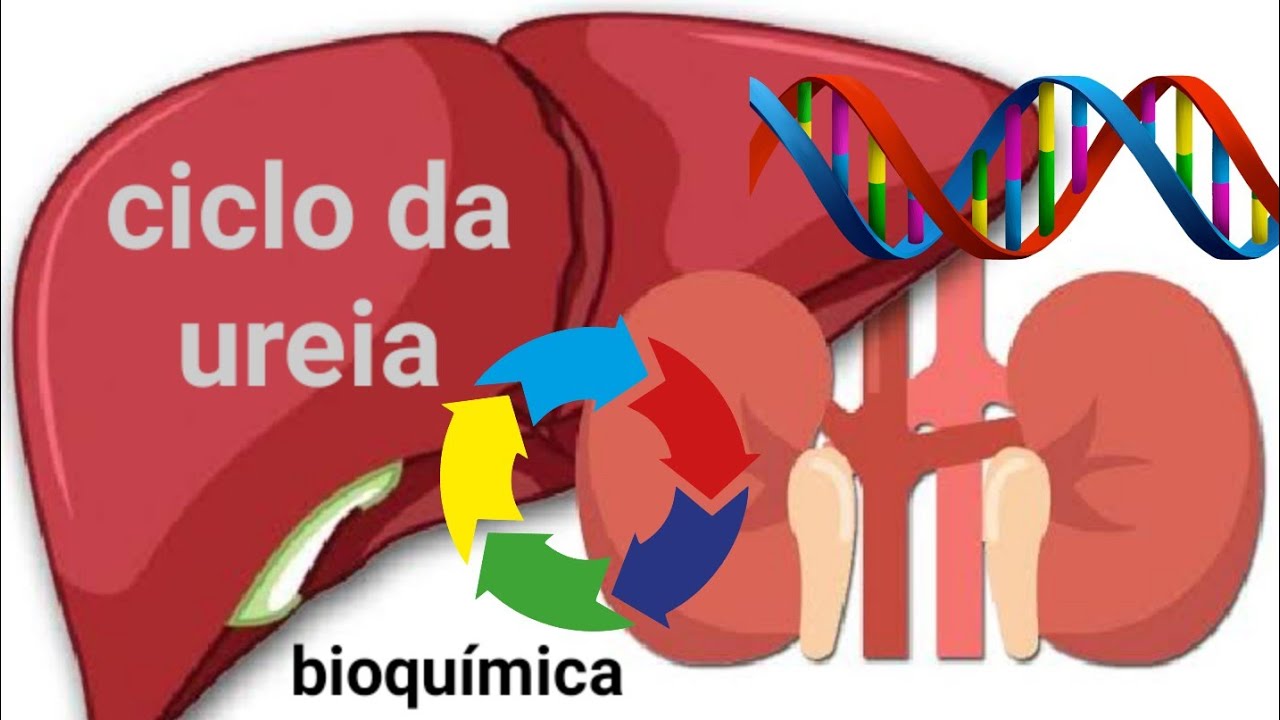 Ciclo da Ureia