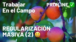 PRIXLINE ✅ Regularización MASIVA para TRABAJAR en el CAMPO (2) 😃