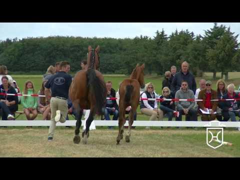 NF178 Stutfohlen von Canturano I - Landos - Carpaccio