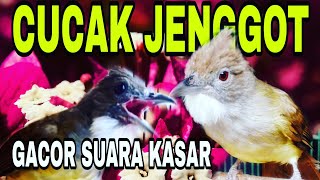 Download lagu masteran wajib  CUCAK JENGGOT gacor dan kasar mp3