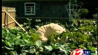 preview picture of video 'Portsmouth Giant Pumpkin'