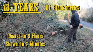 Mulching Hillside With Thick Blackberry Bushes + Cutting Tree |Stihl FS-131 Brush Cutter