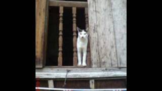 Download lagu Shara Eqkhnor  & Ito - Nak ikut mp3