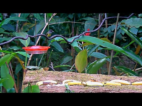 Panama Fruit Feeder New Cam Species: Dusky-capped Flycatcher