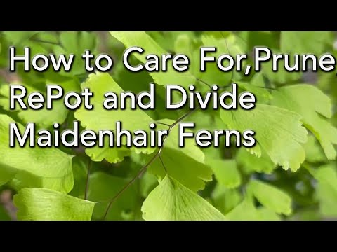 How to Repot Maidenhair Ferns - Prune,  Divide and Keep your Maidenhair Ferns Healthy