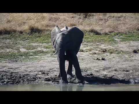 Djuma: Lone Elephant joined by others - 13:59 - 08/02/20