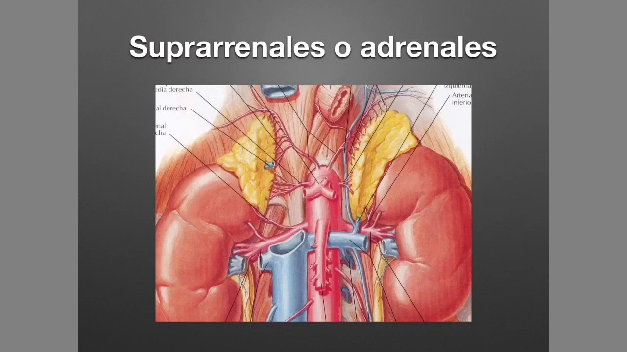 Suprarrenales: Anatomía y Fisiología