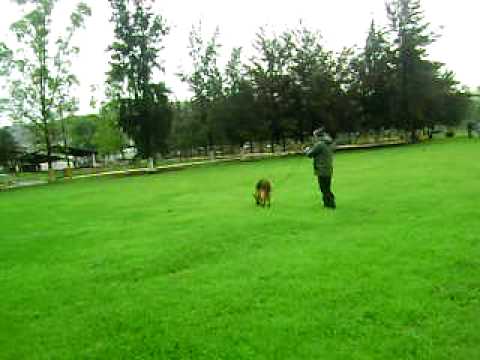Begleithund luciano rastreo 2010.AVI
