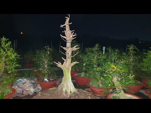 Xem mai ghép cúc thọ hương 60 h đế đẹp ngày 09,02,2023 ĐT 0907381707 hiền