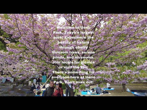 Du lịch Nhật Bản- công viên Ueno-chùa Kiyomizu Kannon-do, đền Ueno Tosho-gu(Tokugawa Lemitsu)