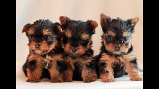 Video preview image #1 Yorkshire Terrier Puppy For Sale in REINHOLDS, PA, USA