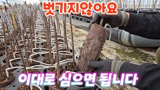 사과농사 하는 분들이 앞다퉈 사간다는 사과 특묘(1등품) 1년생 18,000원