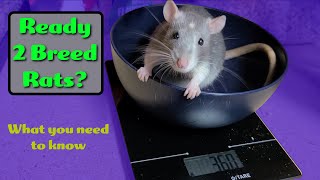 How to breed rats (what "they" wont tell you)  - Mutated Ballz