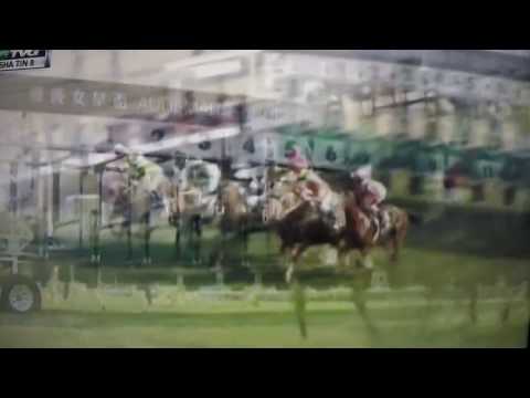 GROUP 1 QUEEN ELIZABETH  CUP 2017 - NEOREALISM !!!