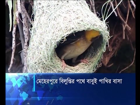 নির্বিচারে গাছ কাটা ও ক্ষেতে কীটনাশক ব্যবহারে বিলুপ্তির পথে বাবুই পাখির বাসা
