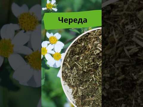 Череда трава (500 г) - фото 1 - id-p2484294573