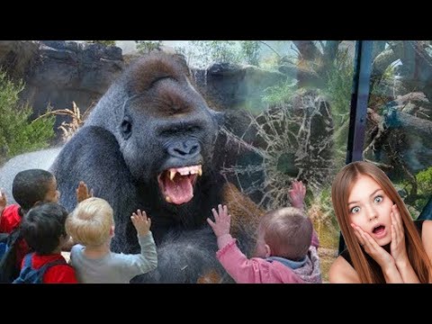 Top 10 Dumbest Act Did By Zoo Visitors