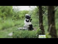 JuTa Cekidot Audio