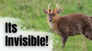 The Secret ways that Wildlife Communicates!
