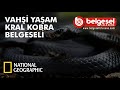 Vahşi Yaşam Kral Kobra Belgeseli Türkçe Dublaj