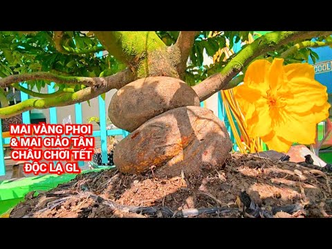 (@Hoang Thanh #zalo_0939059090)#Unique and rare Tan Chau yellow apricot blossom bonsai for Tet ce...