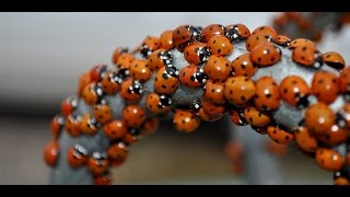 Get rid of ladybugs | Ladybugs