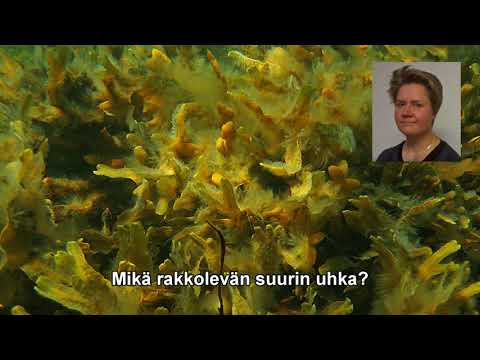 Kurkistus pinnan alle Selkämerellä