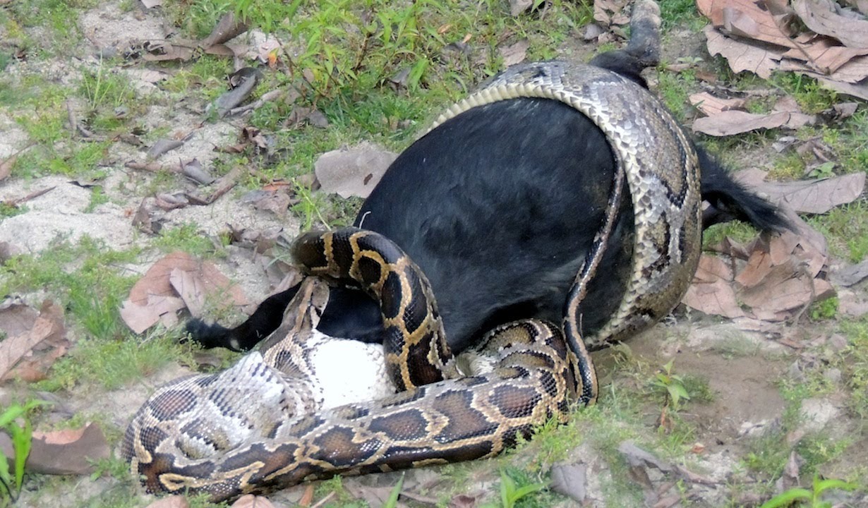Caught On Camera: Python Devours Goat Whole