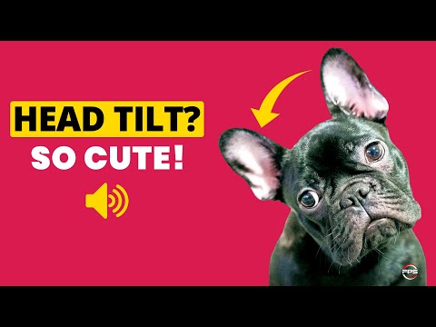 10 Sounds That Dogs &amp; Puppies Love To Hear (100% GUARANTEED 🐶)