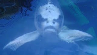 A Collection of My Fav. Pond Pics &amp; Videos...of this yr. 2015...