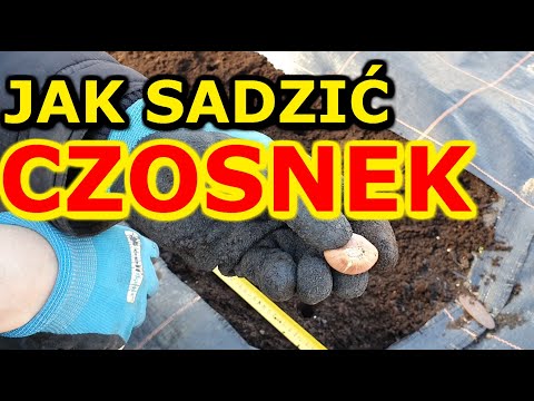 , title : 'Jak i kiedy sadzić Czosnek do Gruntu | Uprawa Czosnku w ogrodzie'