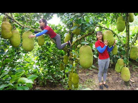 30 Days Harvest Giant Ripe Jack fruit, Ganoderma mushrooms go to market sell || Free Bushcraft